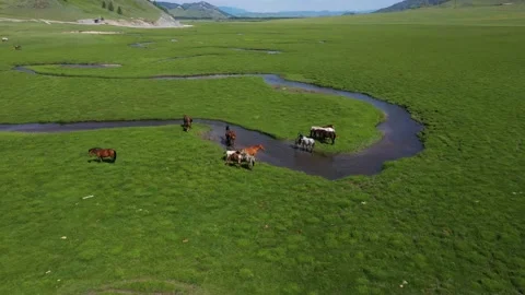 Horses graze in a green meadow Stock Footage 218017783