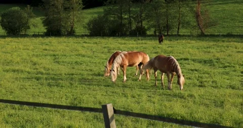 Horses graze in a meadow in corral Stock Footage 242251792