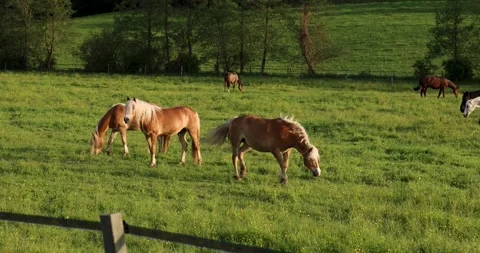 Horses graze in a meadow in corral Stock Footage 242573031
