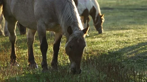 Horses graze in the meadow early in the morning. Eat grass Stock Footage