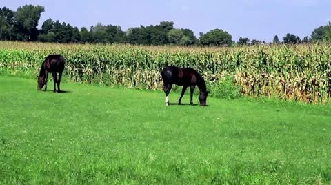 Horses graze in the meadow Stock Footage 11958784