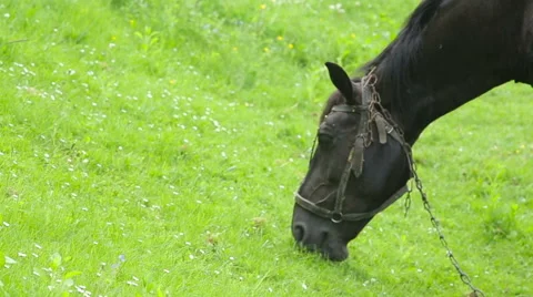Horses graze in the meadow Stock Footage 63464931