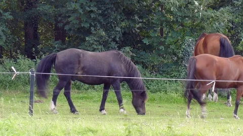 Horses graze on a meadow Stockbeeldmateriaal 79870539