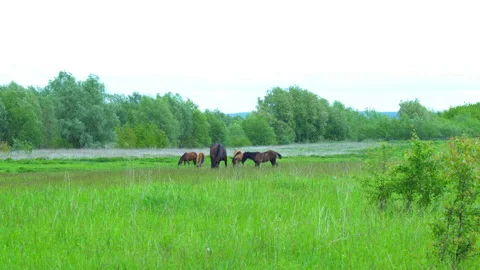Horses graze in the meadow Stock Footage 131565047