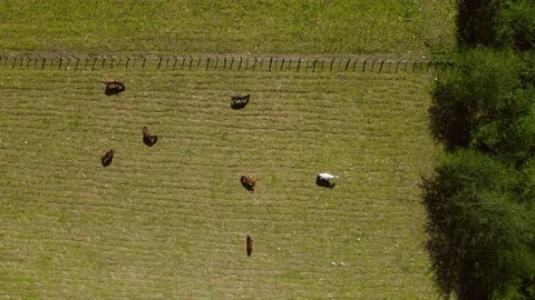 Horses graze in the meadow Stock-Footage 193478761