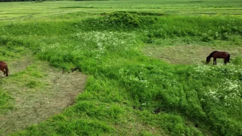 Horses graze in the meadow Stock Footage 218861296