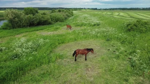 Horses graze in the meadow Stock Footage 218861463