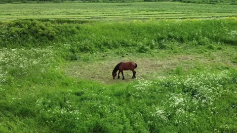 Horses graze in the meadow Stock Footage 218861634