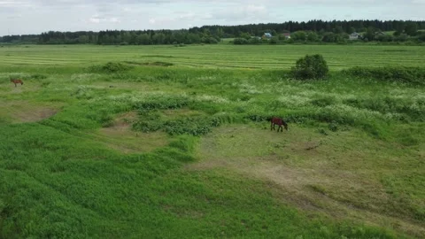 Horses graze in the meadow Stock Footage 218861859