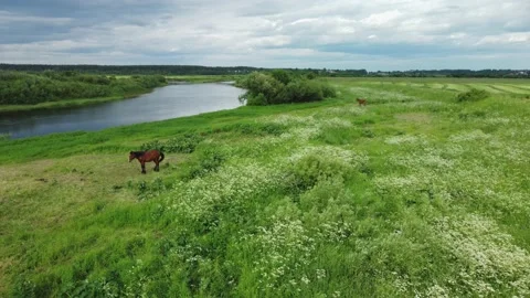 Horses graze in the meadow Stock Footage 218862435