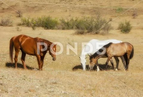 Horses graze in a meadow in the mountains. Stock Photos