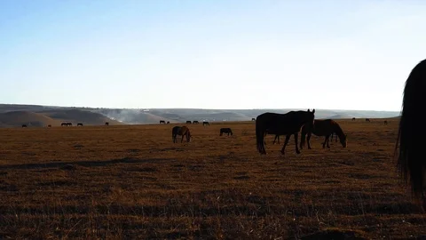 Horses graze in the meadow On the Sunset 動画素材 103429087