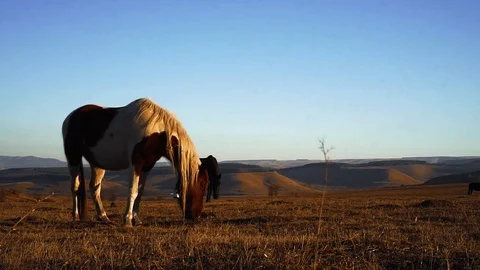 Horses graze in the meadow On the Sunset Vídeo Stock 103429115
