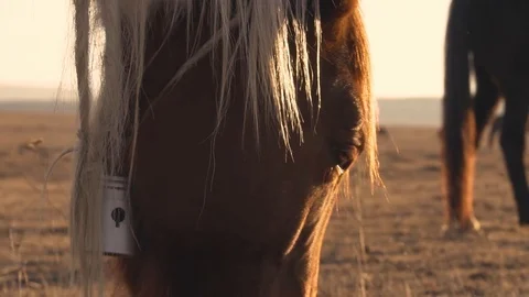 Horses graze in the meadow On the Sunset Vídeo Stock 103429156
