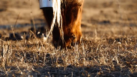 Horses graze in the meadow On the Sunset 動画素材 103429162
