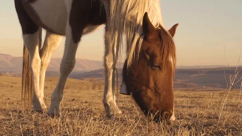 Horses graze in the meadow On the Sunset 動画素材 103429168