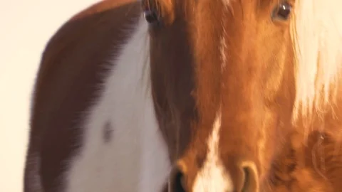 Horses graze in the meadow On the Sunset Vídeo Stock 103429178