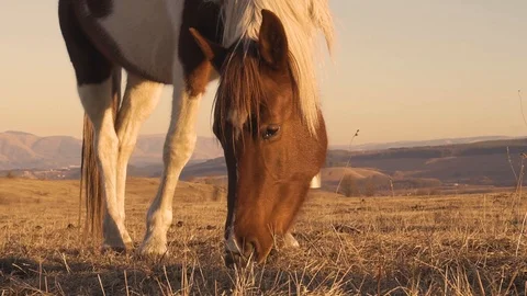 Horses graze in the meadow On the Sunset Vídeo Stock 103429202