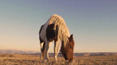 Horses graze in the meadow On the Sunset Vídeo Stock 103429237