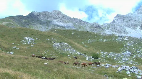 Horses graze on the mountain pastures Stock Footage
