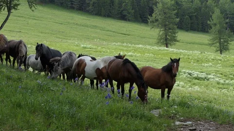 Horses graze on the mountain slopes. Stock-Footage 112494315