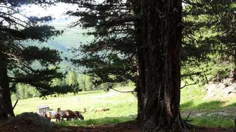 Horses graze on the mountain slopes. Vídeos de archivo 112506370
