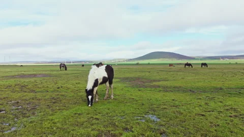 Horses graze in an open field under a cloudy sky in a rural area with hills in Stock Footage 335391748