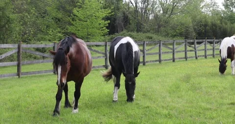 Horses graze on a pasture in the springtime Stock Footage 130534898