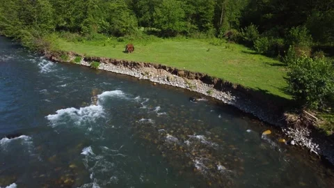 Horses Graze By The River Stock Footage 168951284