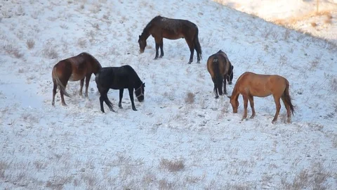 Horses graze in the snow Stock Footage 79341168