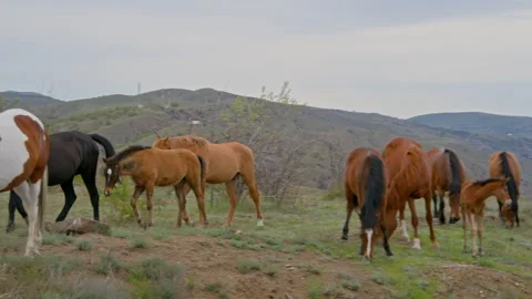 Horses graze on the spring evening in nature. Stock Footage 310364206