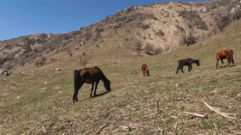 Horses graze on a spring meadow in a mountainous area Stock Footage 237817711