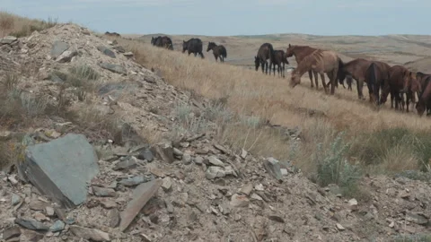 Horses graze in the steppe Stock-Footage 247040157