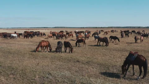 Horses graze in the steppe Stock Footage 251346837
