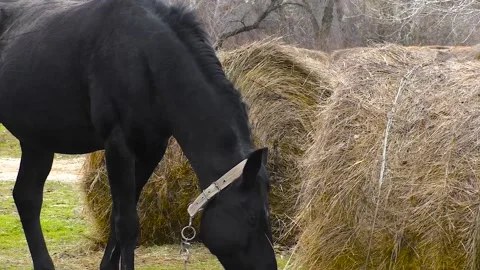 Horses graze under a clear sky Stockbeeldmateriaal 237713117