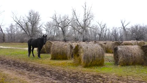 Horses graze under a clear sky Stock Footage 239983000