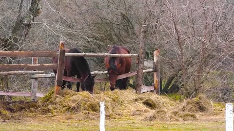 Horses graze under a clear sky Stockbeeldmateriaal 239983013
