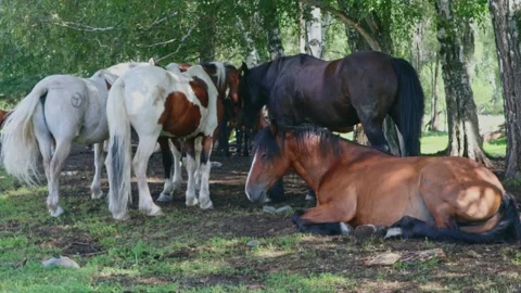 Horses graze in the wild. Stock-Footage 301689565