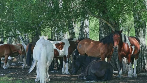 Horses graze in the wild. 動画素材 301689847