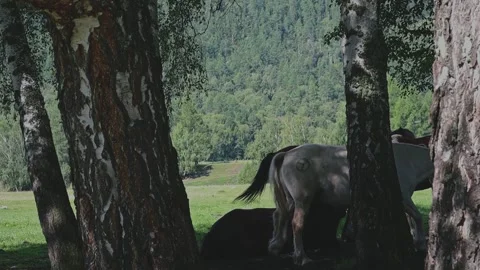 Horses graze in the wild. Slow motion video. Vidéo 303359341