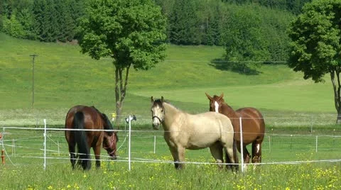 Horses grazed on a paddock Vídeos de archivo 11154841