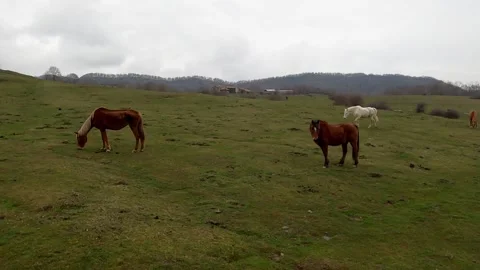 Horses grazin on the field Video stock 154513630