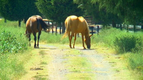 Horses grazing 01 Stock Footage