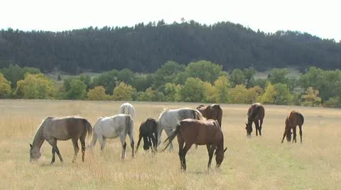 Horses Grazing 2 스톡 동영상 19062043