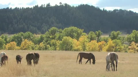 Horses Grazing 3 Video stock 19062709