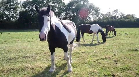 Horses Grazing 3 Vidéo 42698845