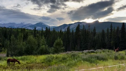 Horses Grazing in Alberta Meadow with Forest and Mountain Backdrop at Sunset Stock Footage 343902247