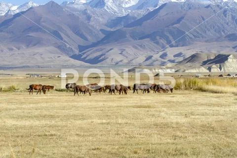 Horses grazing in alpine meadow, Kyrgyzstan Stock Photos