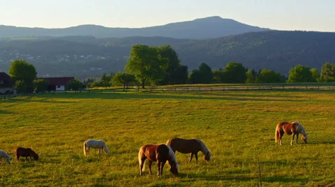 Horses grazing on alpine meadows 스톡 동영상 27969650