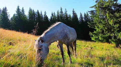 Horses grazing on the background forest Stock Footage 41730124